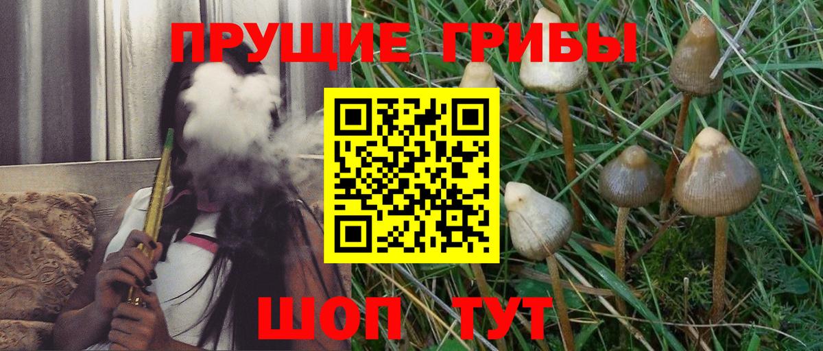 Псилоцибиновые грибы прущие грибы Сосновый Бор