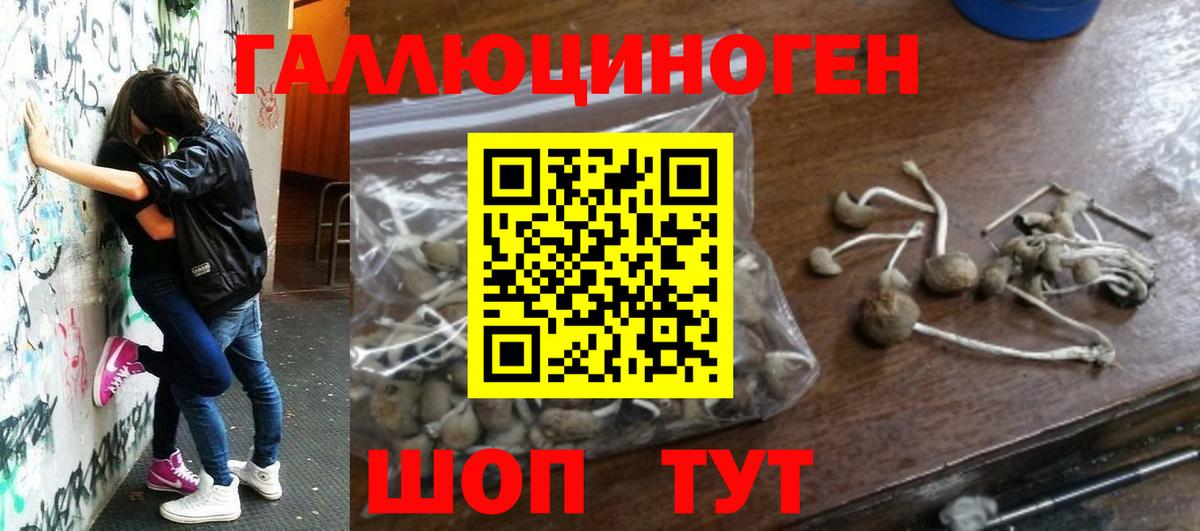 Псилоцибиновые грибы MAGIC MUSHROOMS  Сосновый Бор  Галлюциногенные грибы Psilocybe 